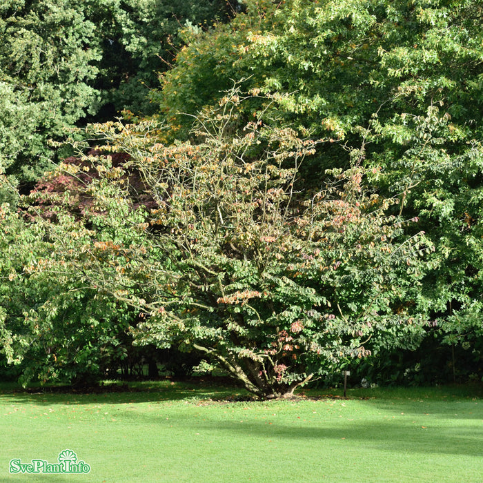 Parrotia persica Solitär Kl 150-175cm