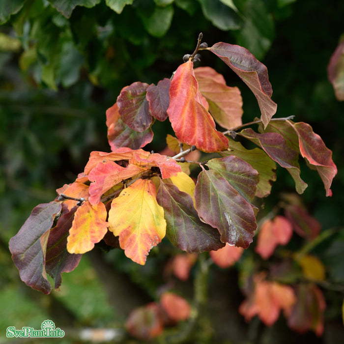 Parrotia persica Solitär Kl 150-175cm