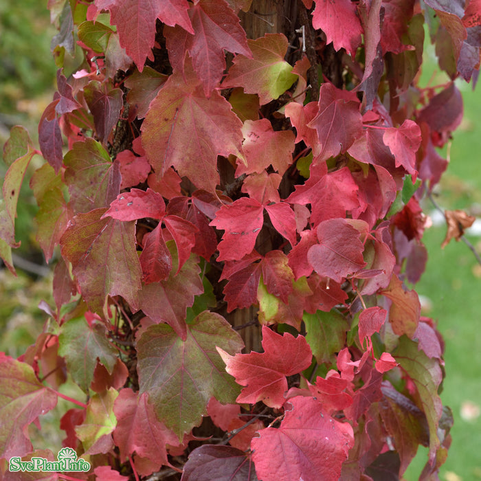 Parthenocissus tric.'Veitchii' A-Kval C2