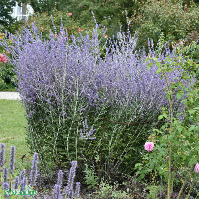Salvia (Perovskia-Gruppen) 'Blue Spire' A-kval C2