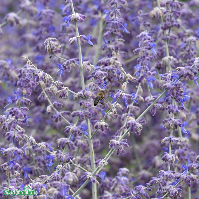 Salvia (Perovskia-Gruppen) 'Blue Spire' A-kval C2