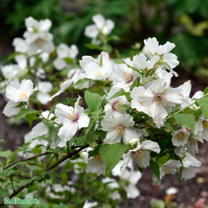 Philadelphus 'Belle Étoile' Busk C7,5 100cm