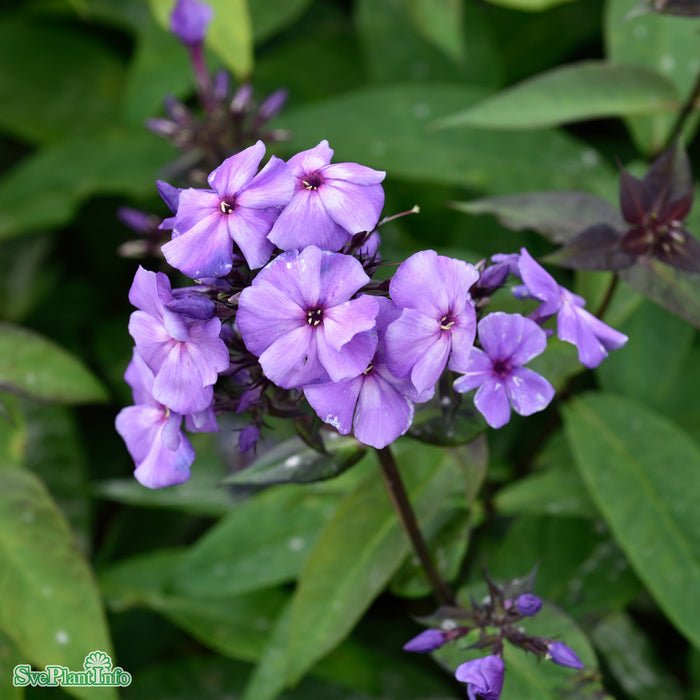 Phlox paniculata 'Blue Paradise' A-kval