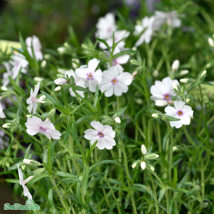 Phlox subulata 'Amazing Grace' A-kval