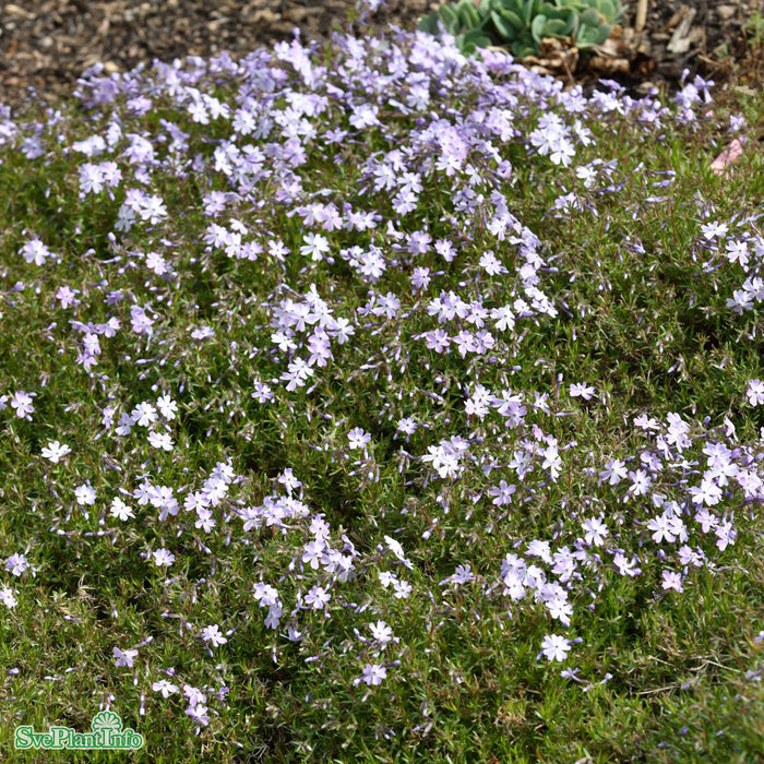Phlox subulata 'Emerald Cushion Blue' A-kval