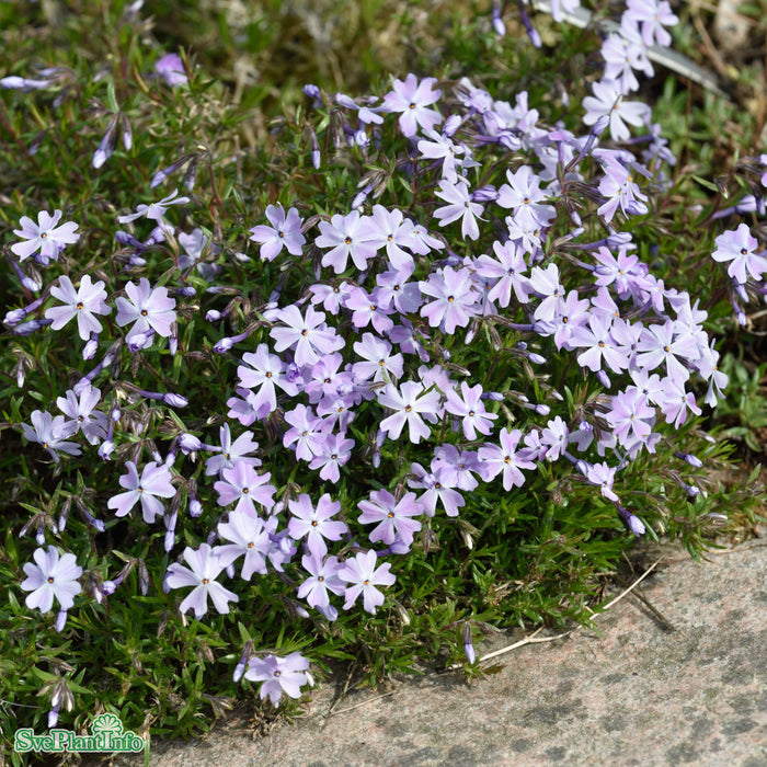 Phlox subulata 'Emerald Cushion Blue' A-kval
