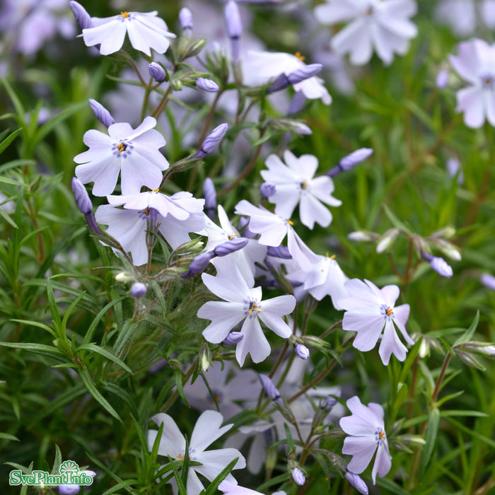 Phlox subulata 'Emerald Cushion Blue' A-kval