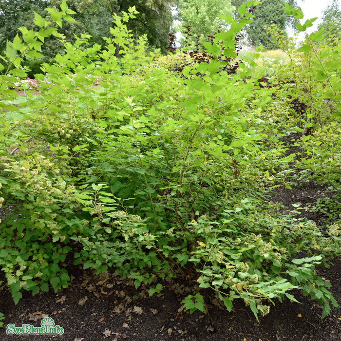 Physocarpus opulifolius 'Darts Gold' Solitär C12 60-100cm