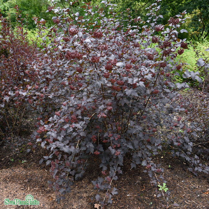 Physocarpus opulifolius 'Diabolo' Busk C5