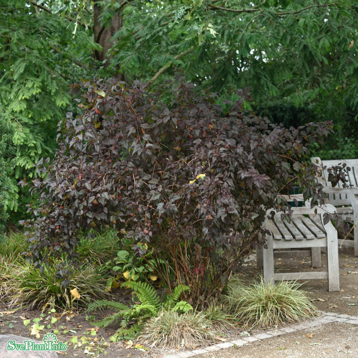 Physocarpus opulifolius 'Diable d'Or' Busk C5