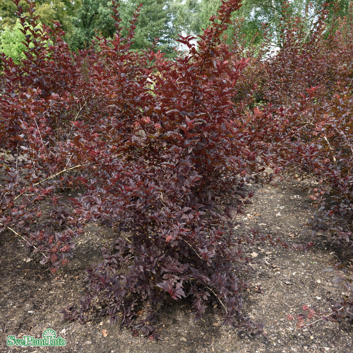 Physocarpus opulifolius 'Little Angel' Busk C4,5 40-50cm