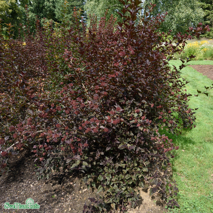 Physocarpus opulifolius 'Little Devil' Busk 40-50cm C4,5