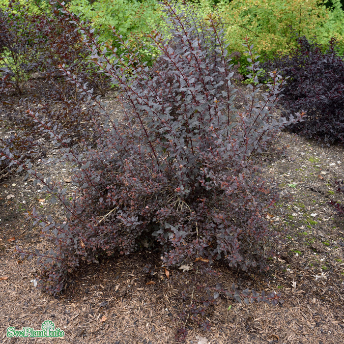 Physocarpus opulifolius 'Little Joker' Busk C5