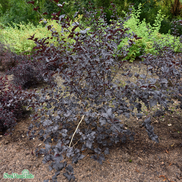 Physocarpus opulifolius 'Midnight' Busk C5