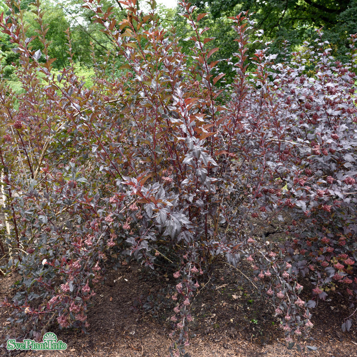 Physocarpus opulifolius 'Summer Wine' C10 Stam 60cm