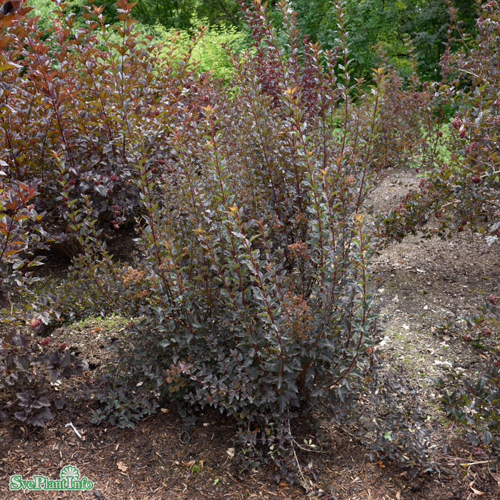 Physocarpus opulifolius 'Tiny Wine' Solitär C20 100-125cm