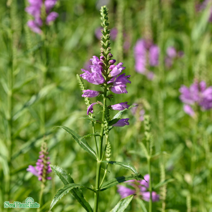 Physostegia virginiana 'Vivid' A-kval