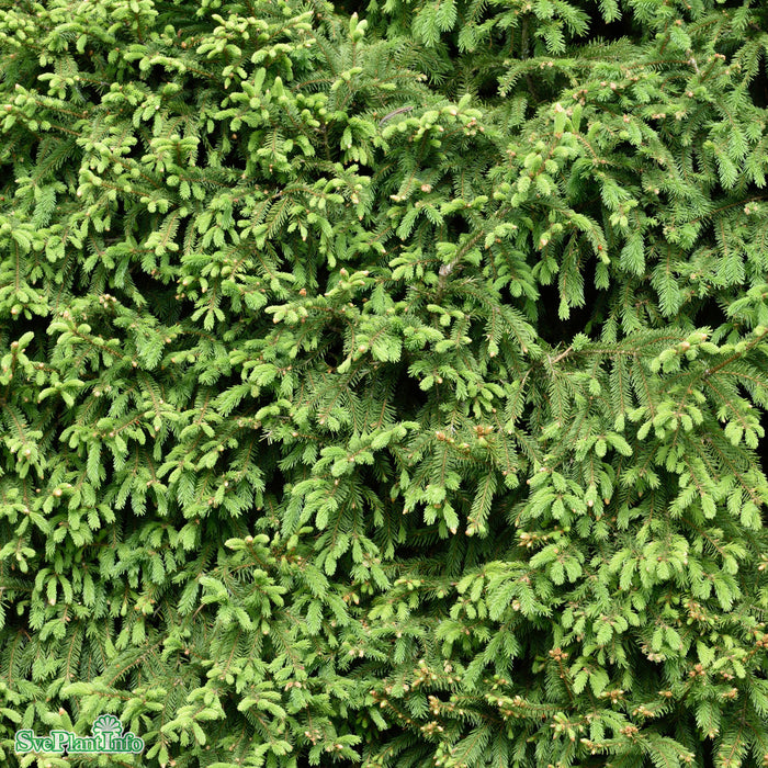 Picea abies Solitär Kl 100-125cm