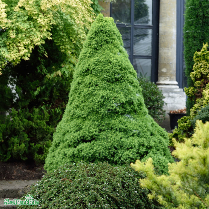 Picea glauca 'Rainbow's End' C6 60-70cm