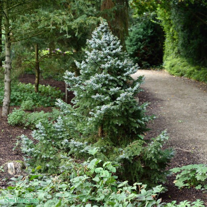 Picea omorika 'Nana' C7,5 3-40cm