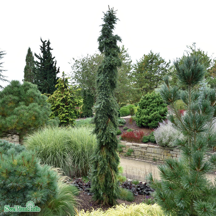 Picea omorika Solitär 150-175cm