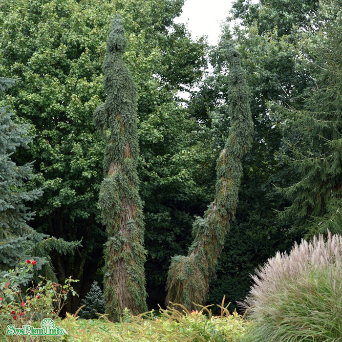 Picea omorika 'Pendula Bruns' 60-80 cm C7,5