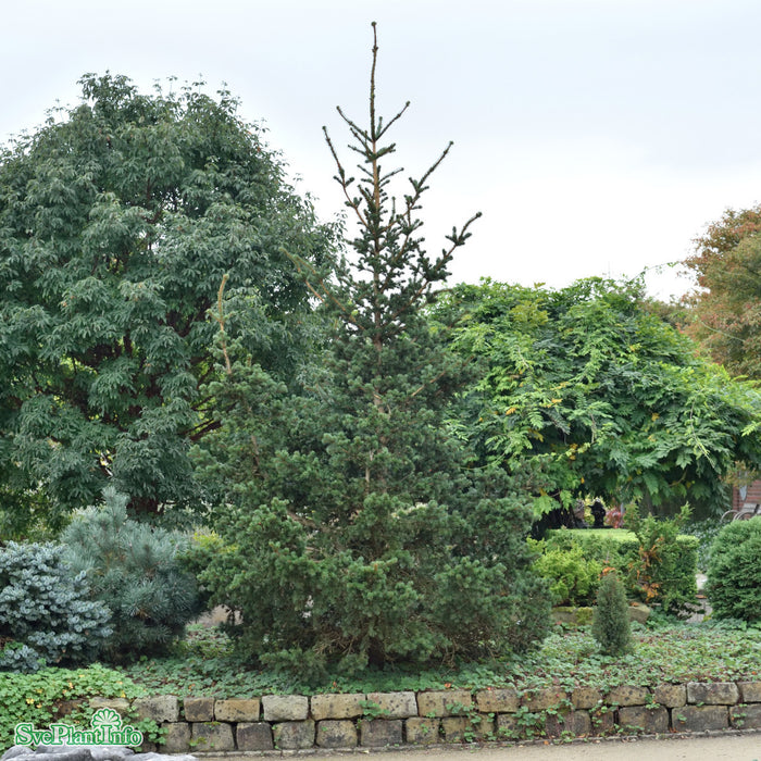 Picea pungens 'Lucky Strike' 50-60 cm C7,5