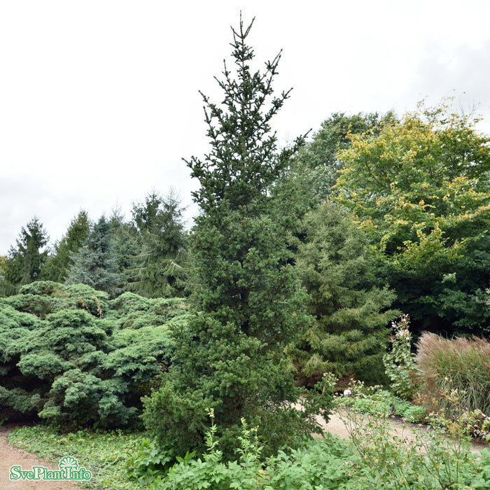Picea pungens 'Lucky Strike' 50-60 cm C7,5