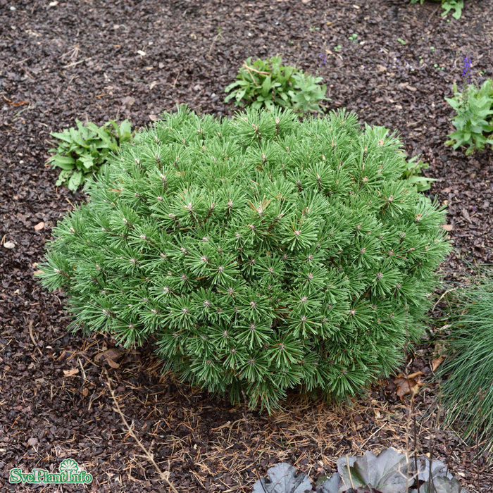 Pinus mugo 'Benjamin' D6 25-30cm