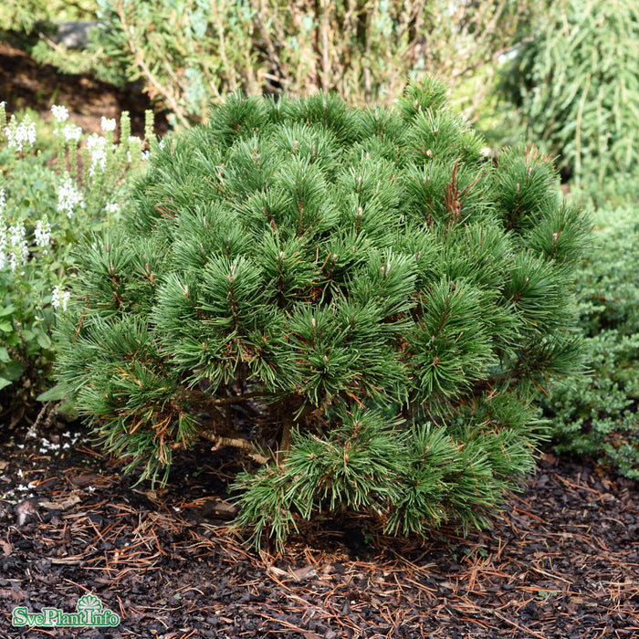 Pinus mugo 'Gnom' C110 125-150cm