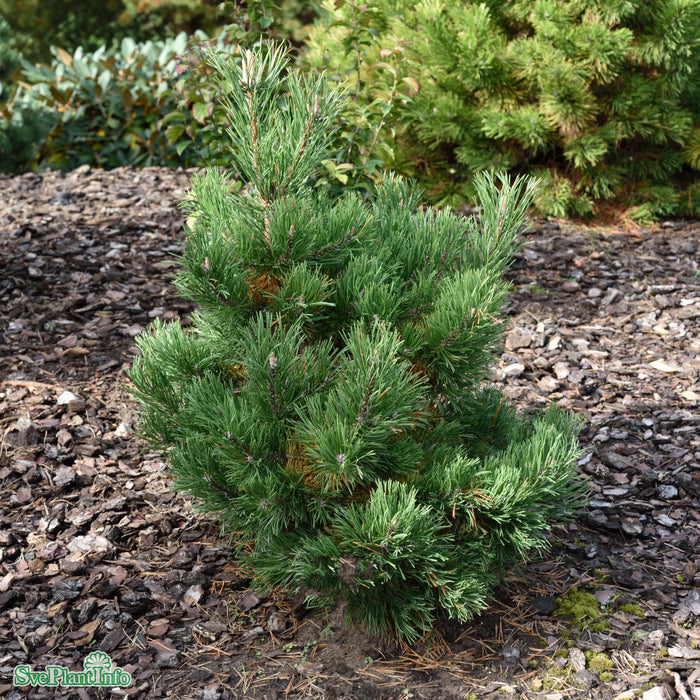 Pinus mugo 'Gnom' D30 80-100cm