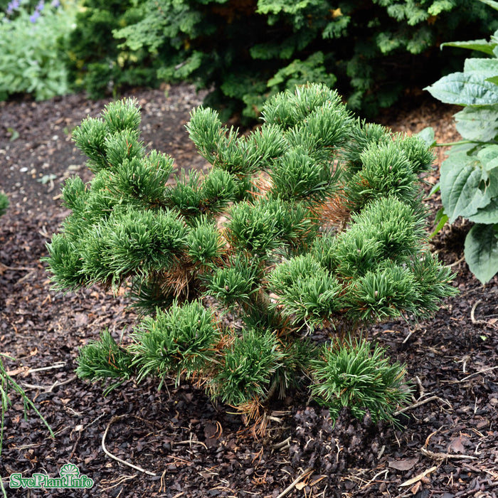 Pinus mugo 'Jakobsen' C10 30-40cm
