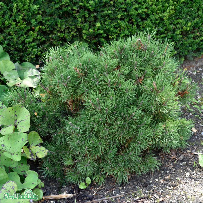 Pinus mugo 'Mops' 30-40cm Co