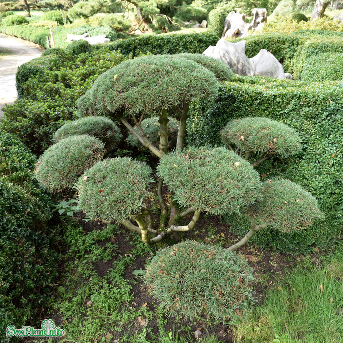 Pinus mugo 'Mops' 30-40cm Co