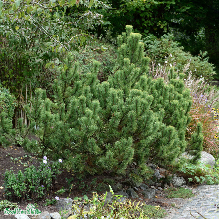 Pinus mugo 'Ophir' C10 30-40cm