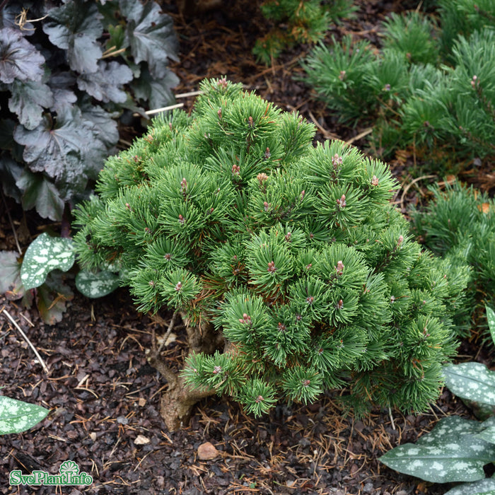 Pinus mugo 'Picobello' 30-40cm Co