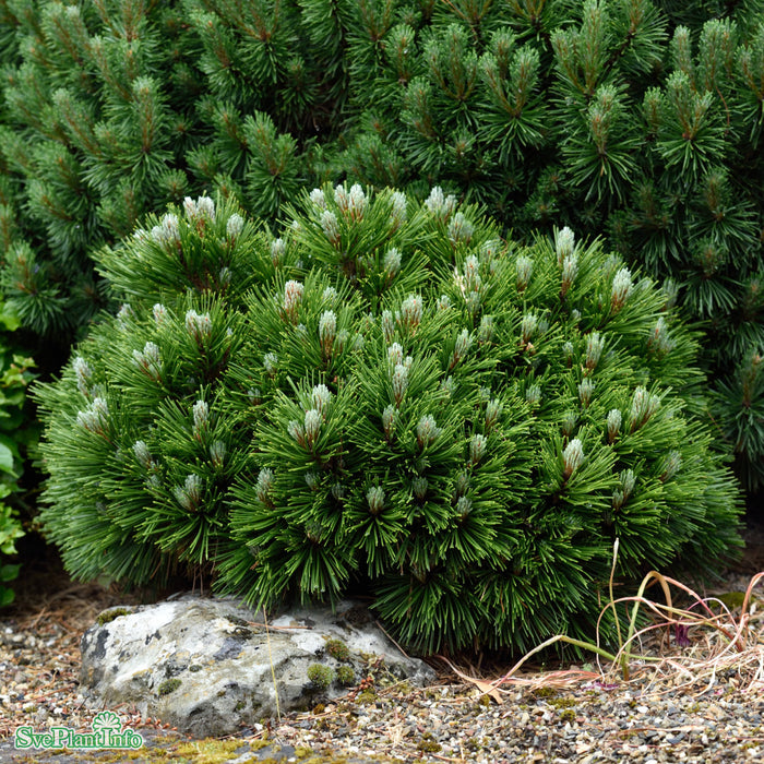 Pinus mugo 'Picobello' C10 25-30cm