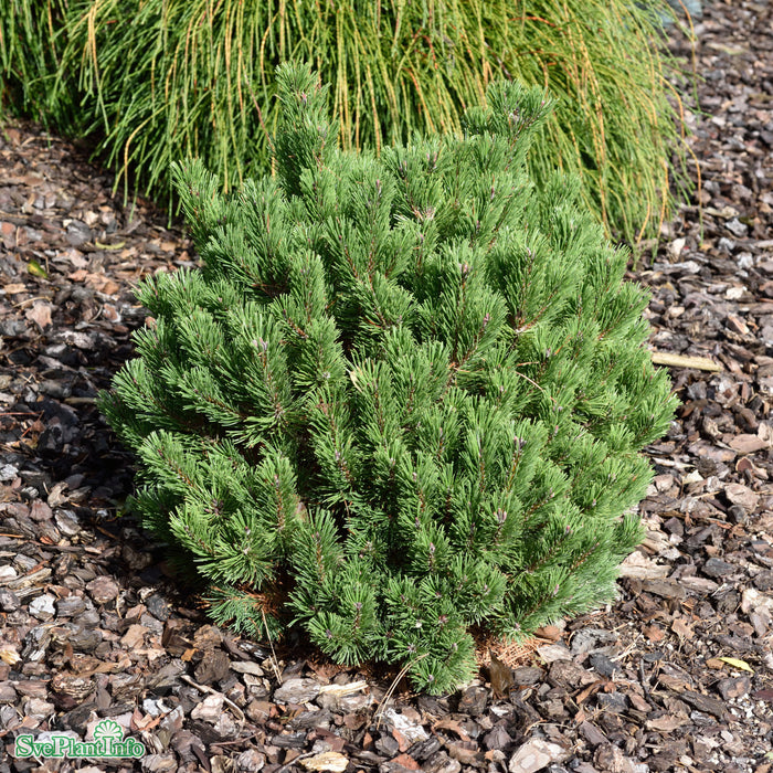 Pinus mugo 'Sherwood Compact' D10 30-40cm