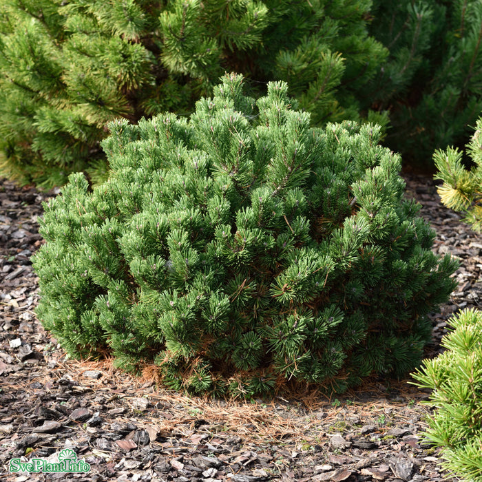 Pinus mugo 'Sherwood Compact' D10 30-40cm