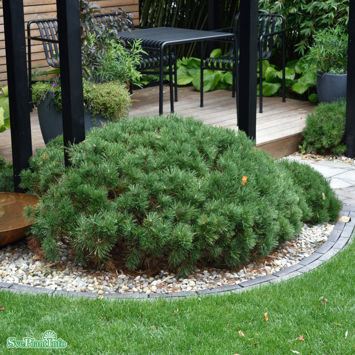 Pinus mugo var. pumilio C5 30-40cm