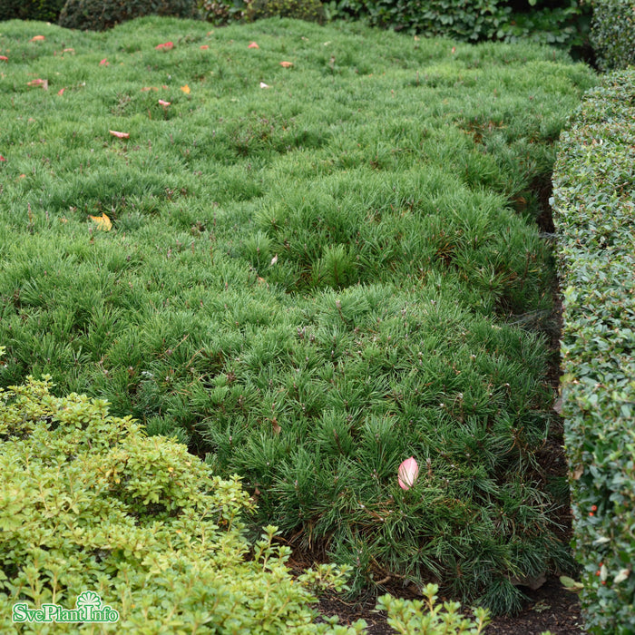 Pinus mugo var. pumilio C5 30-40cm