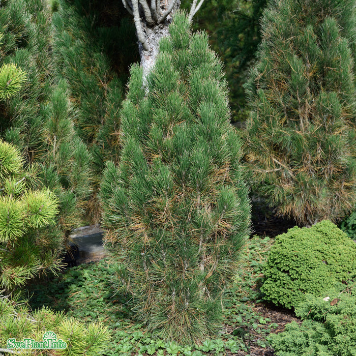 Pinus nigra 'Green Tower' C45 100-125cm