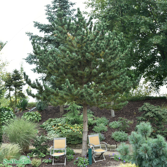 Pinus nigra 'Oregon Green' C12 60-70cm