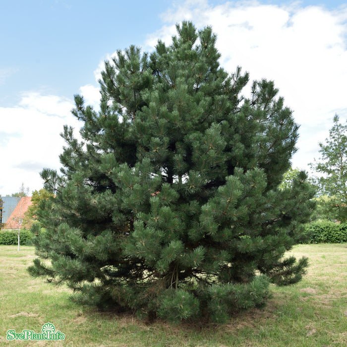 Pinus nigra ssp. nigra Solitär C110 200-225cm