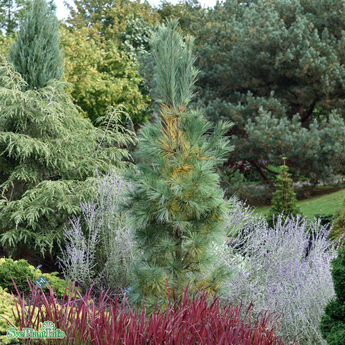 Pinus wallichiana 'Densa Hill' 50-60cm C10