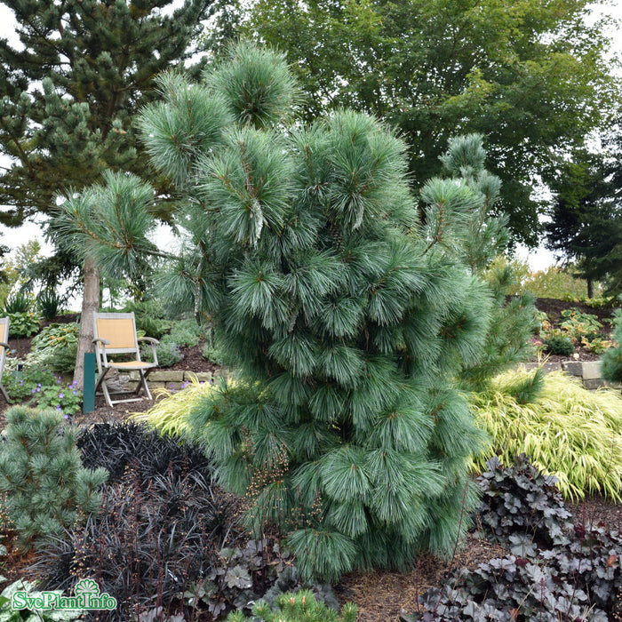 Pinus x schwerinii 'Wiethorst' Kl 100-125cm