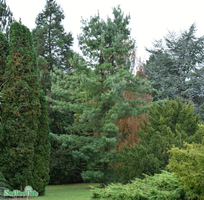 Pinus x schwerinii Solitär Kl 150-175cm