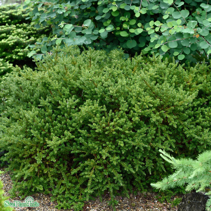 Podocarpus lawrencei 'Red Tip' 20-25 cm C3