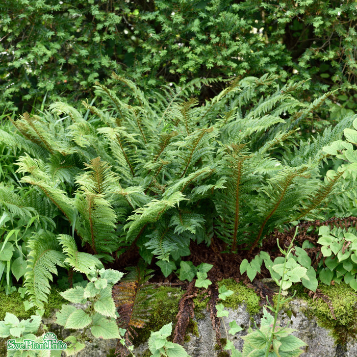 Polystichum aculeatum A-kval
