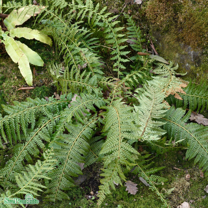 Polystichum aculeatum A-kval